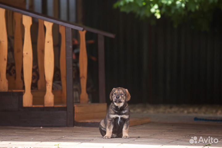 Метис ретривера