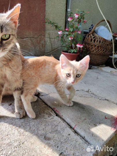 Котята в добрые руки