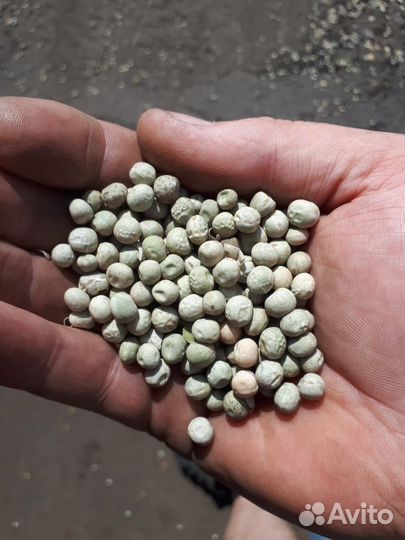 Зеленый горох