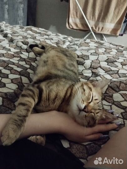 Кот в дар бесплатно