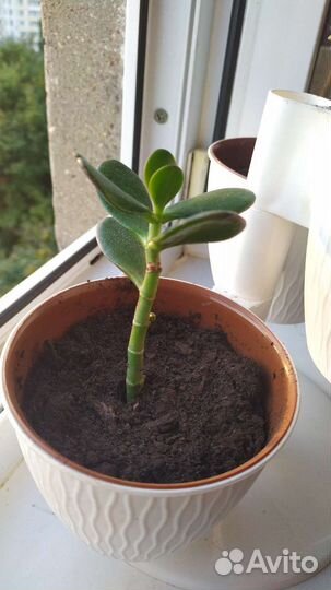 Денежное дерево толстянка