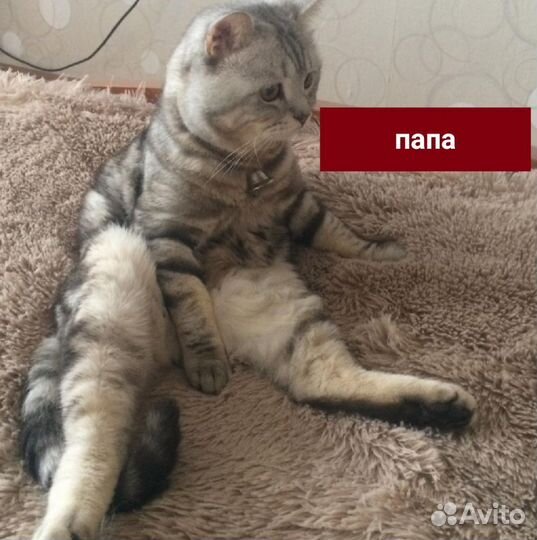 Шотландские котята