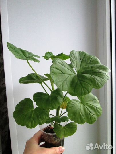 Пеларгония герань зональная