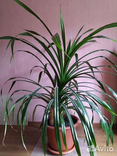 Пальма Панданус