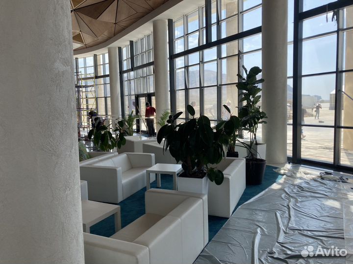 Комнатные растения в аренду