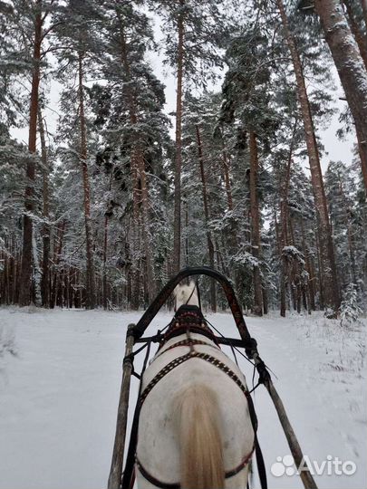 Конные прогулки