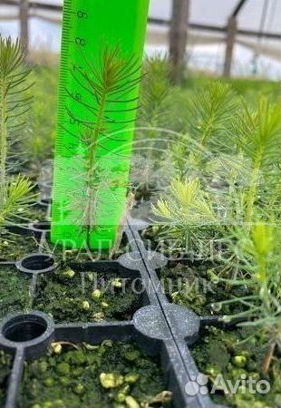 Сеянцы зкс Сосна окс Ель Лиственница Горная