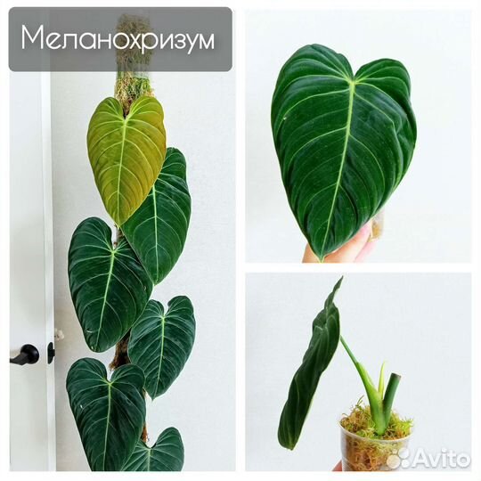 Растения разные, бархатные, серебристые