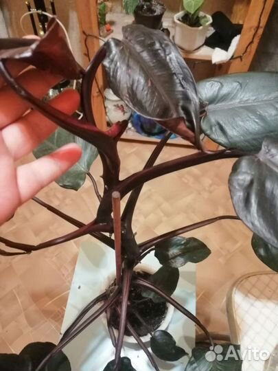 Розовая принцесса