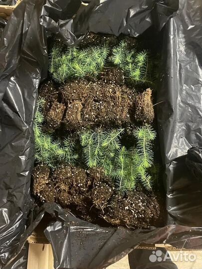 Сеянцы ели окс