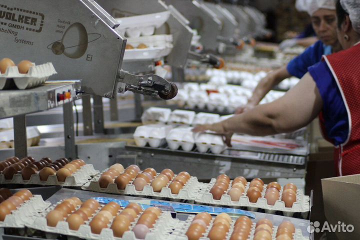 Работа на птицефабрике: вахта на выбор