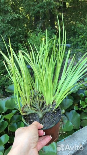 Растения для пруда и прибрежной зоны