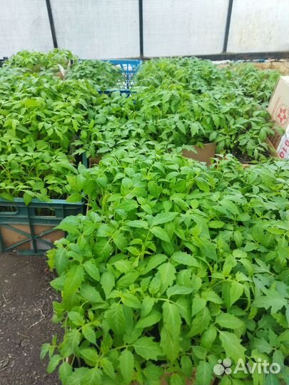 Продаётся рассада