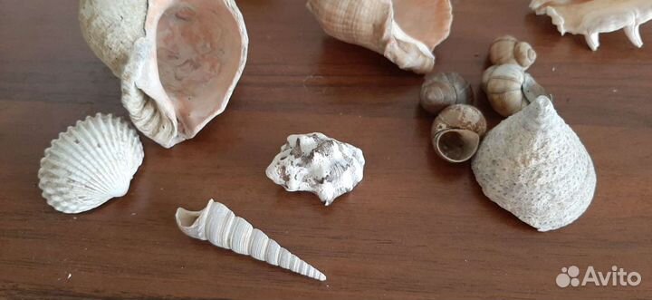 Ракушки, камни, грунт для аквариума