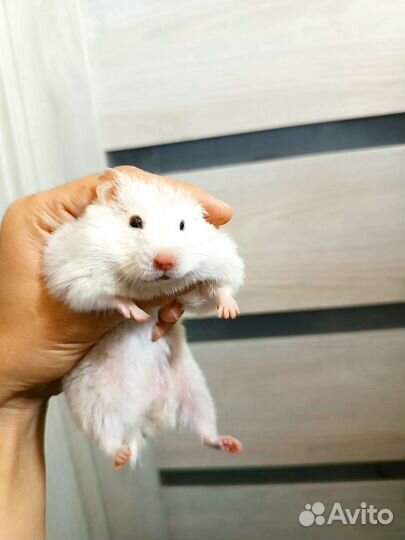 Сирийский хомяк бесплатно