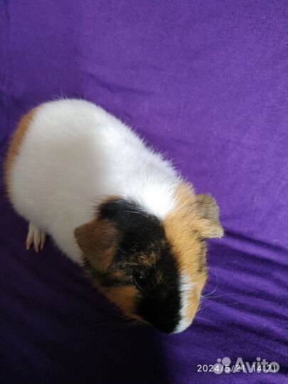 Морские свинки Тедди. С клеточками