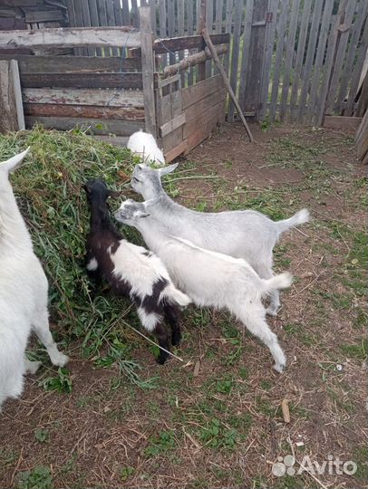 Козел и козлята