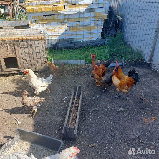 Куры несушки