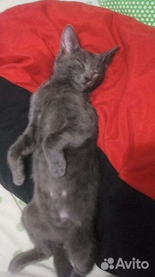 Кот бесплатно