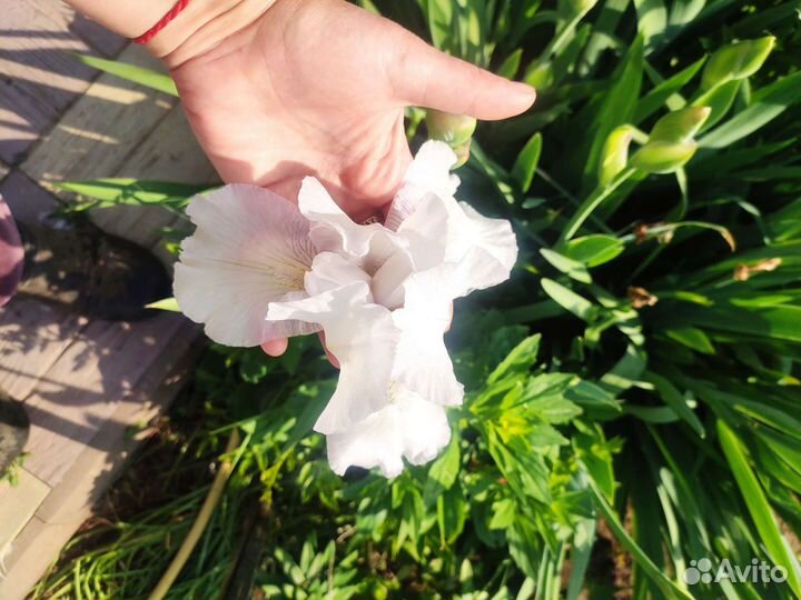 Примула, хоста, аквилегия Мелисса