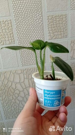 Филодендрон Кобра