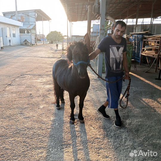 Мини-пони мальчик и девочка