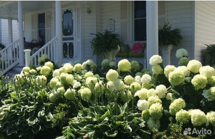 Гортензия Стронг аннабель