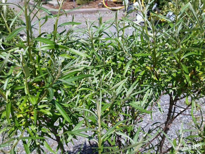 Клубника Абрикос малинаоблепихаслива Айва Виноград