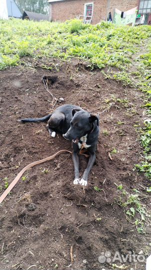 Отдам бесплатно. Молодая собака