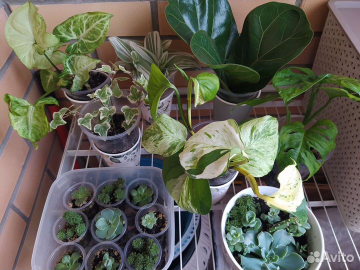 Домашние растения