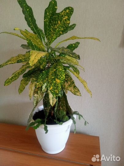 Кротон пестрый