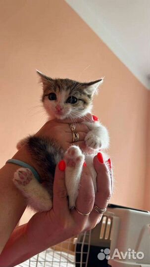 Кошки
