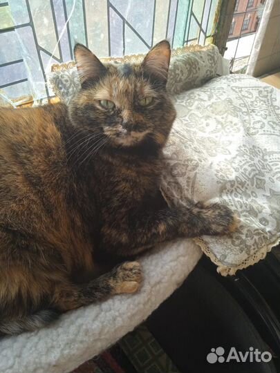 Кот и кошка ищут семью