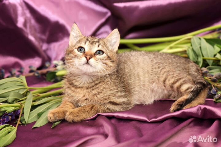 Шпротик в добрые руки