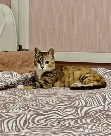Котенок девочка в добрые руки отдам