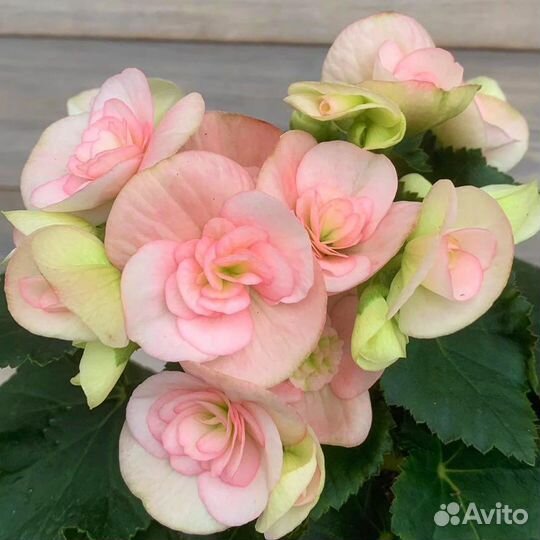 Бегония Элатиор