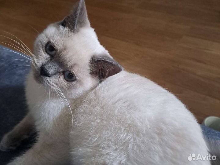 Шотландский котик