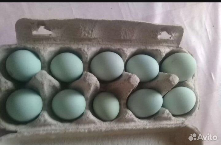 Инкубационное яйцо кур Ухейилюй