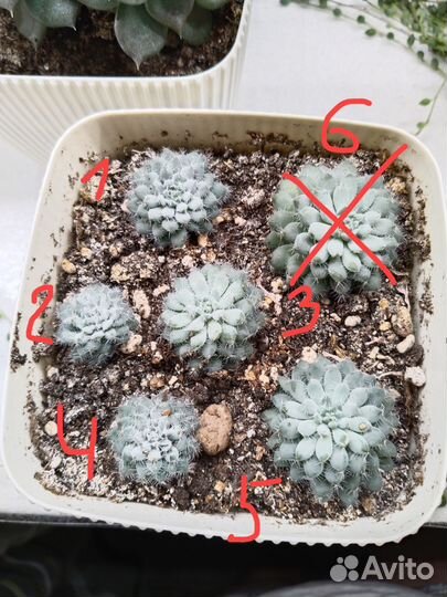 Суккулент Эхеверия щетинистая