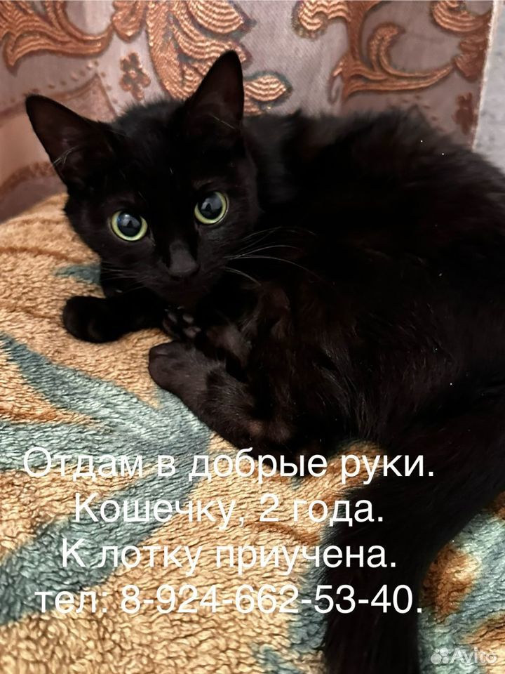 Кошка