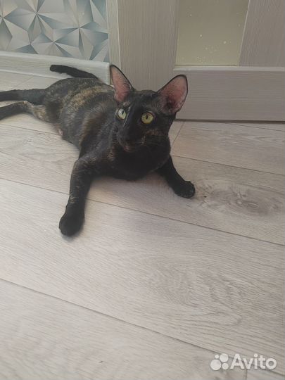 Ориентальная кошка