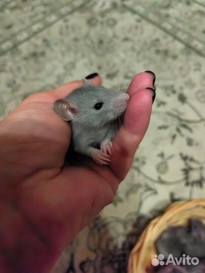 Крыса дамбо голубая норка