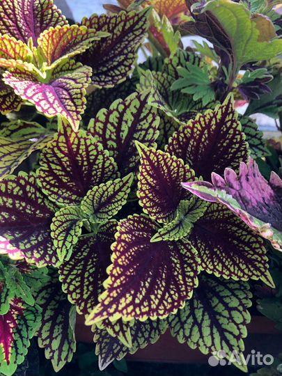 Колеусы 1 альбом