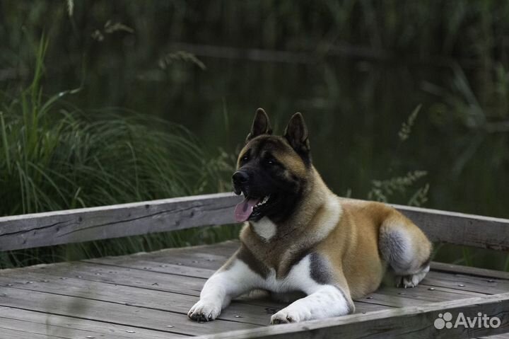 Вязка кобеля Американская акита