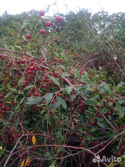 Саженцы сливы, вишни, многолетние цветы, ягоды