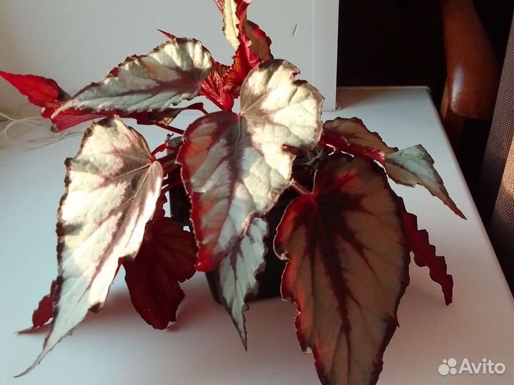 Бегония декоративнолистная