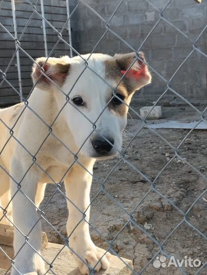 Волкодавы щенки