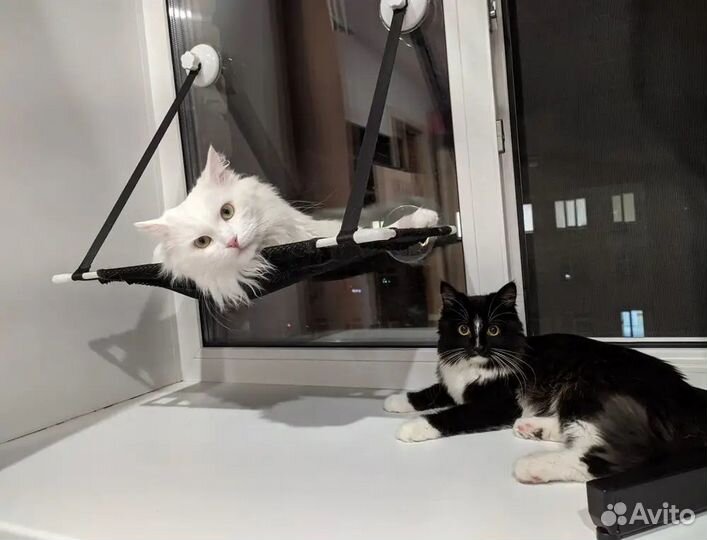 Новый гамак для кошек на окно