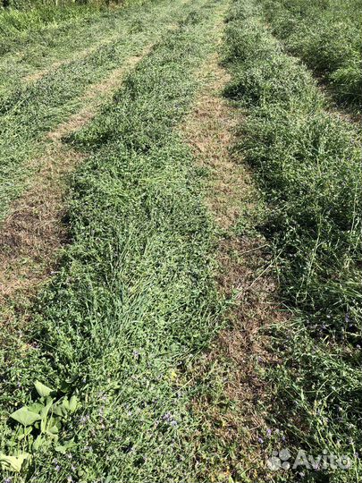 Сено люцерны