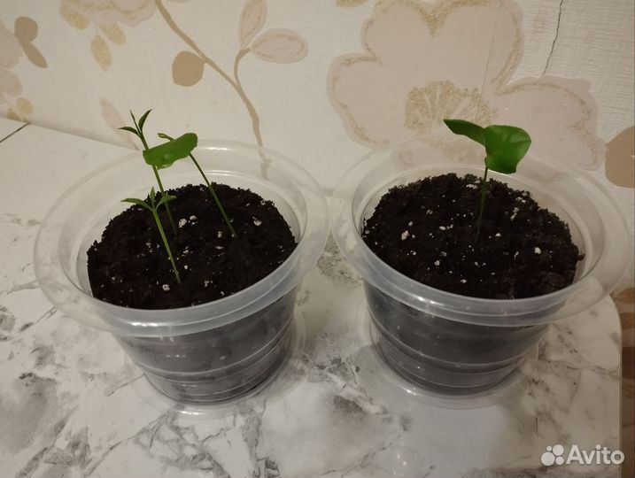 Лимонное дерево рассада